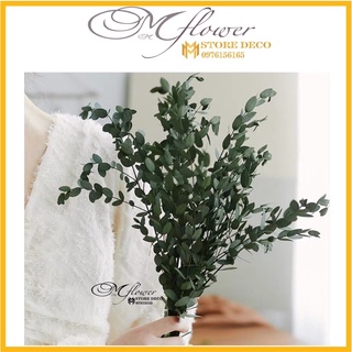 Hoa lá khô bạch đàn Eucalyptus trang trí cắm hoa, decor nhà cửa, chụp hình sản phẩm
