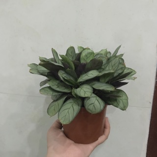 Đuôi công xanh lá kẻ