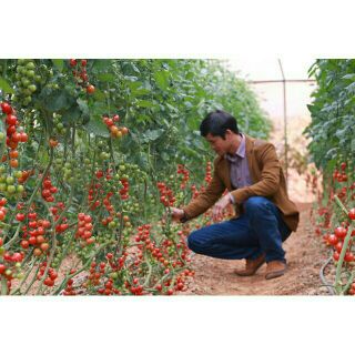 HẠT GIỐNG CÀ CHUA CHUỖI NGỌC