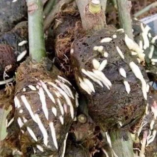 Cành chiết hồng Đào cổ