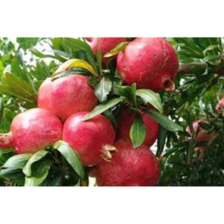 Hạt giống LỰU LÙN BON SAI F1