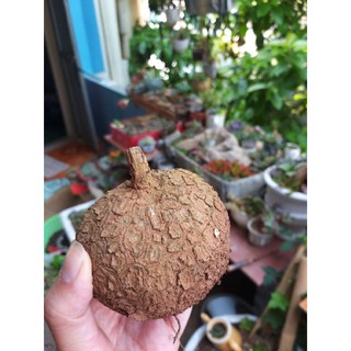 củ bình vôi
