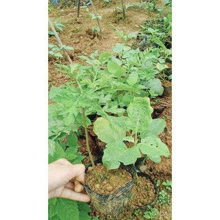 3 cây ngải cứu ngọt