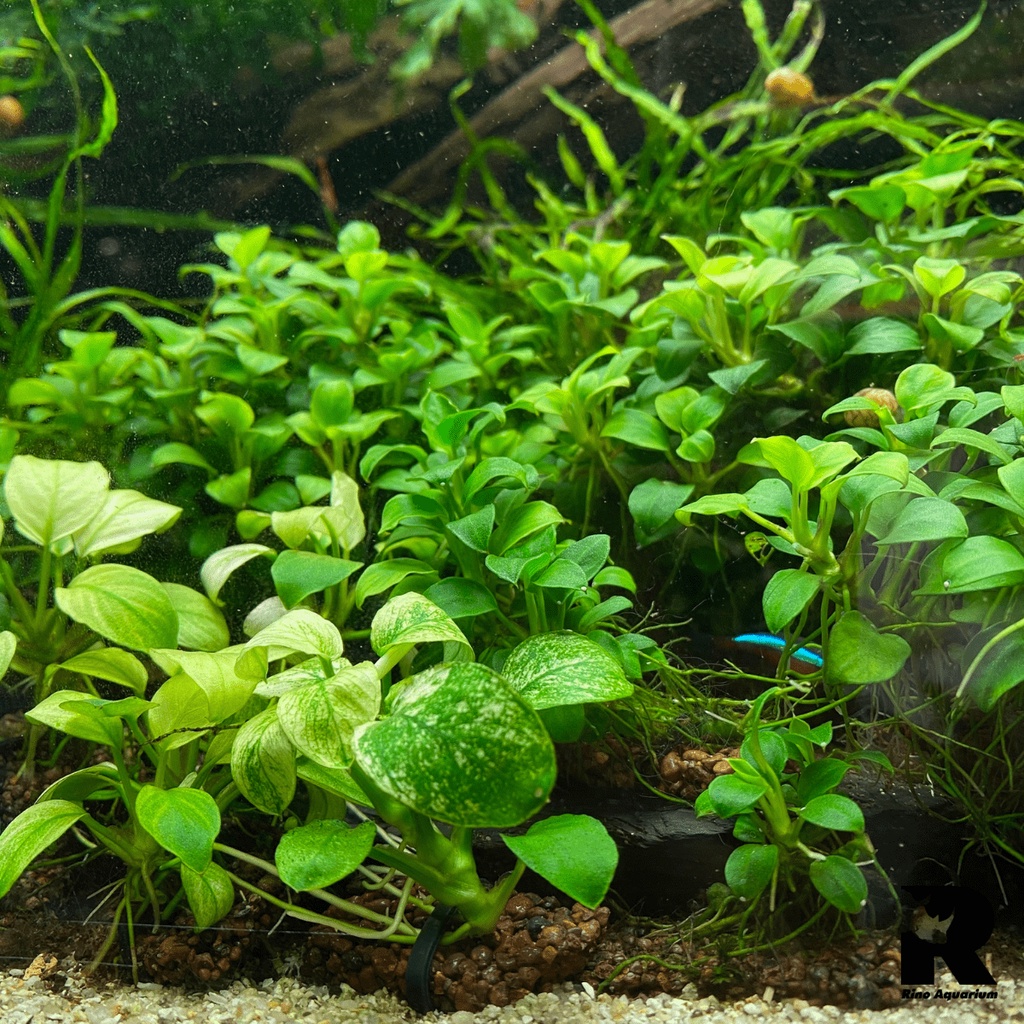 Giá Thể Trồng Cây Thủy Sinh NaPad Nâu - Thủy Mộc (Hộp 10 miếng) | Giá Thể Trồng Cây Chuyên Dụng Cho Hồ Thủy Sinh