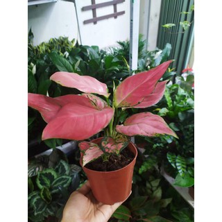 Cây Vạn Lộc Đỏ, Siêu dẽ thương