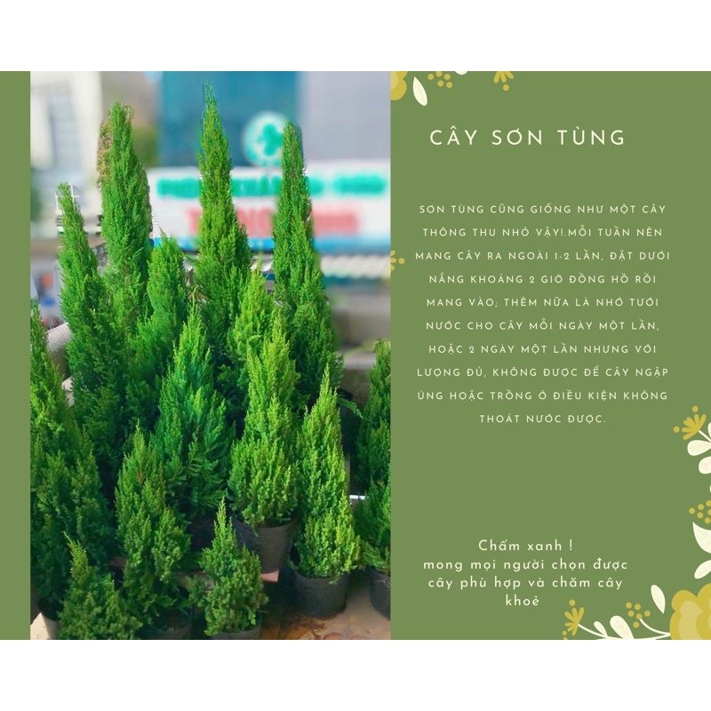 Cây trang trí noel  cây tùng