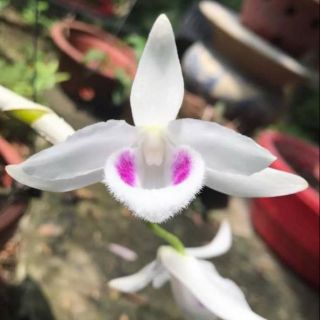 Hoa phong lan 5 cánh trắng cấy mô