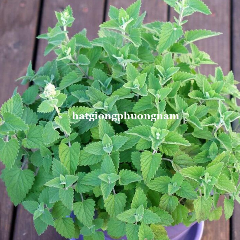 50H - HẠT GIỐNG BẠC HÀ MÈO CATNIP