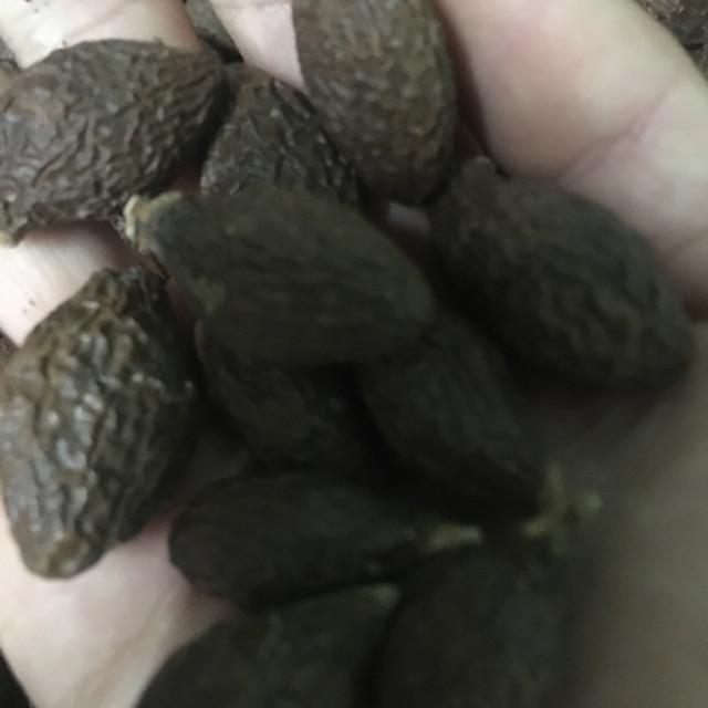 Hạt ươi trâu kèm é( dùng thử)