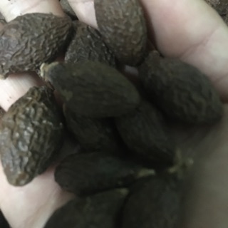 Hạt ươi trâu kèm é( dùng thử)