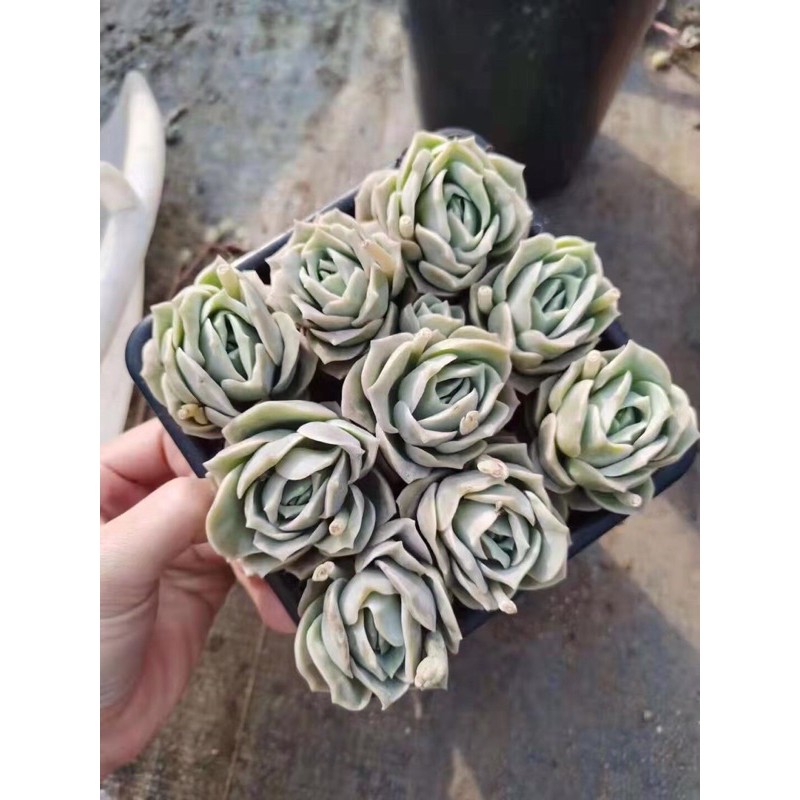 (GRAPTOVERIA LOVELY ROSE) SEN ĐÁ HOA HỒNG BÔNG TO MẬP