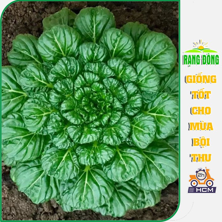 [Freeship] Hạt Giống Cải Hoa Hồng Tatsoi, Gói 5 Gram