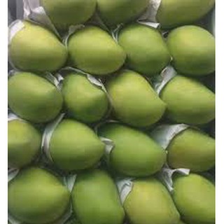 Cây giống xoài keo