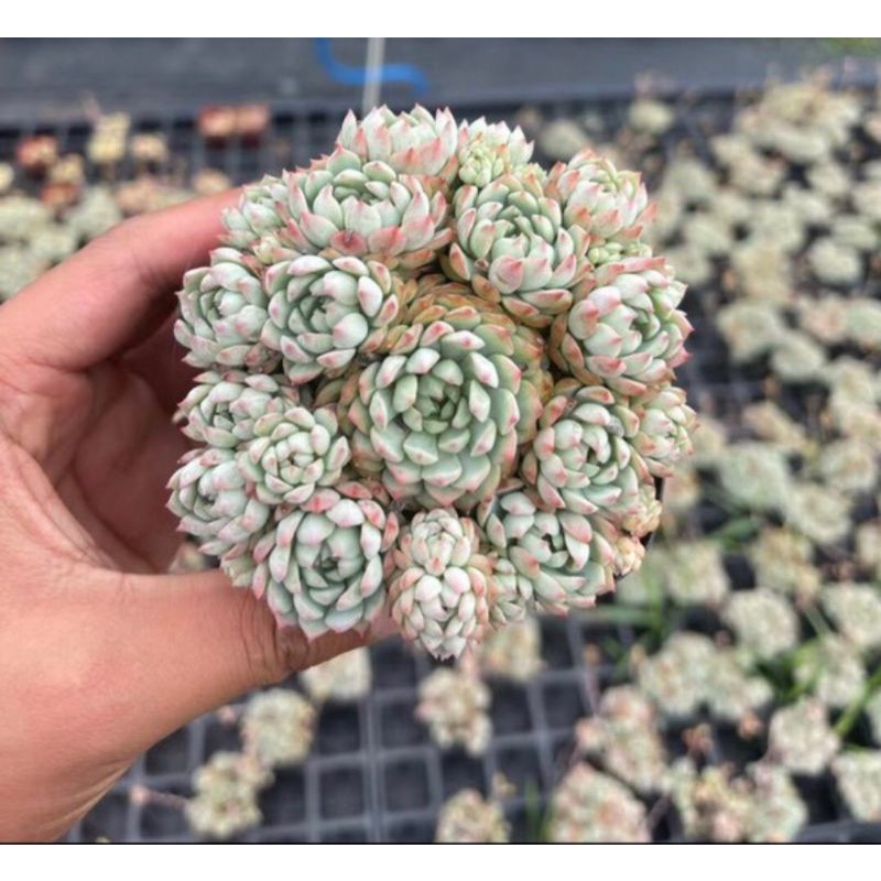 Mới Sale 60%-Sen Đá Hồng Xanh bụi thơm rất đẹp!