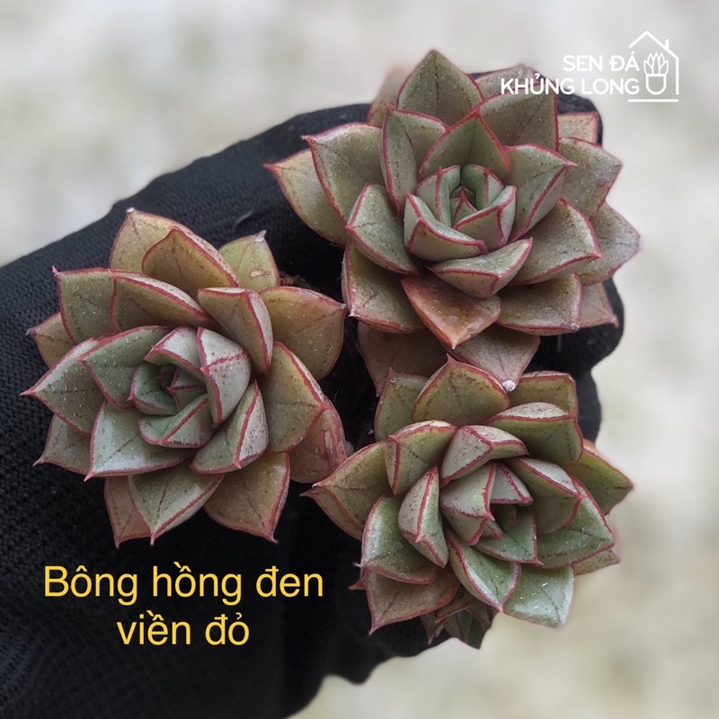 Sen Đá Vĩ
