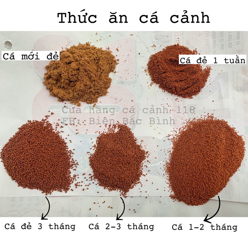 Cám Thái INVE 3/5 5/8 8/12 P10 | 500g 1kg ]