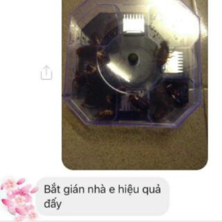 Dụng cụ bắt gián
