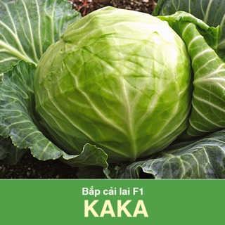 Hạt Giống Bắp Cải Lai KaKa