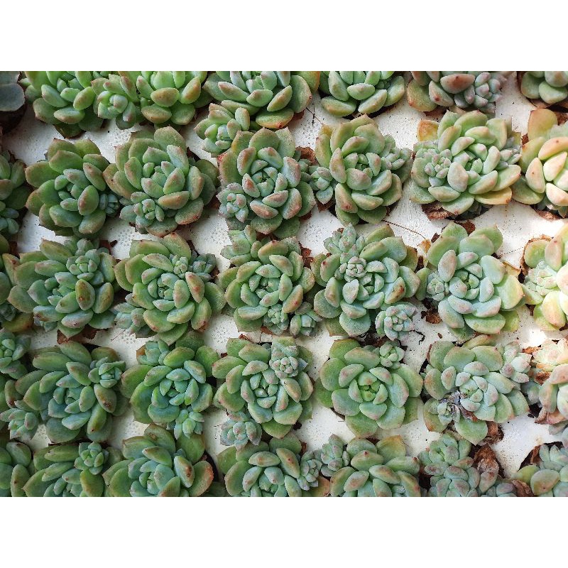 sen đá dù hồng🌵hư 1 đổi 1🌵đã thuần