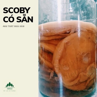 SCOBY CON GIỐNG KOMBUCHA KÈM NƯỚC MỒI (Ảnh thật và video)