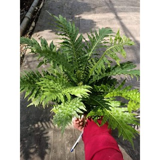 Cây Dương Xỉ