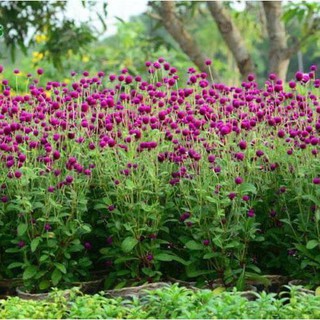 HẠT HOA BÁCH NHẬT TÍM MÀU TÍM (gói 500 hạt)