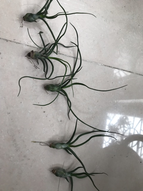 Cây không khí Tillandsia bulbosa