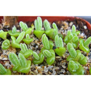 Hạt giống cây tai thỏ f1