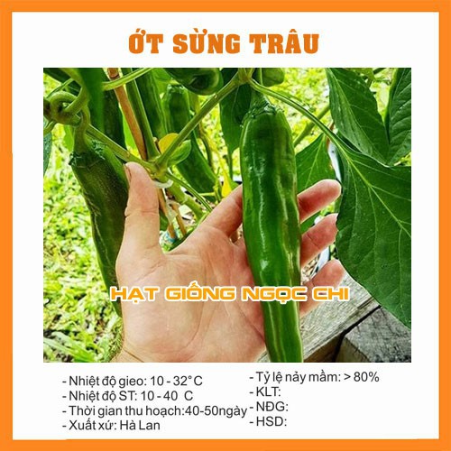 Hạt Giống Ớt Sừng Trâu - 50H