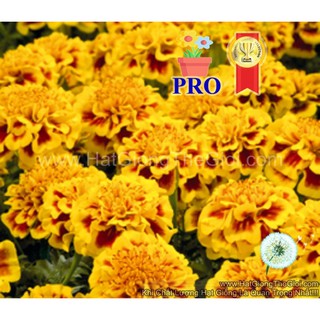 1GR 330.HẠT Hạt Giống Hoa Cúc Vạn Thọ Ban Mai F1Pro 20CM TG170 (| -KD: B36*X67)