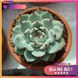 sen đá bánh bao lửa, size bầu