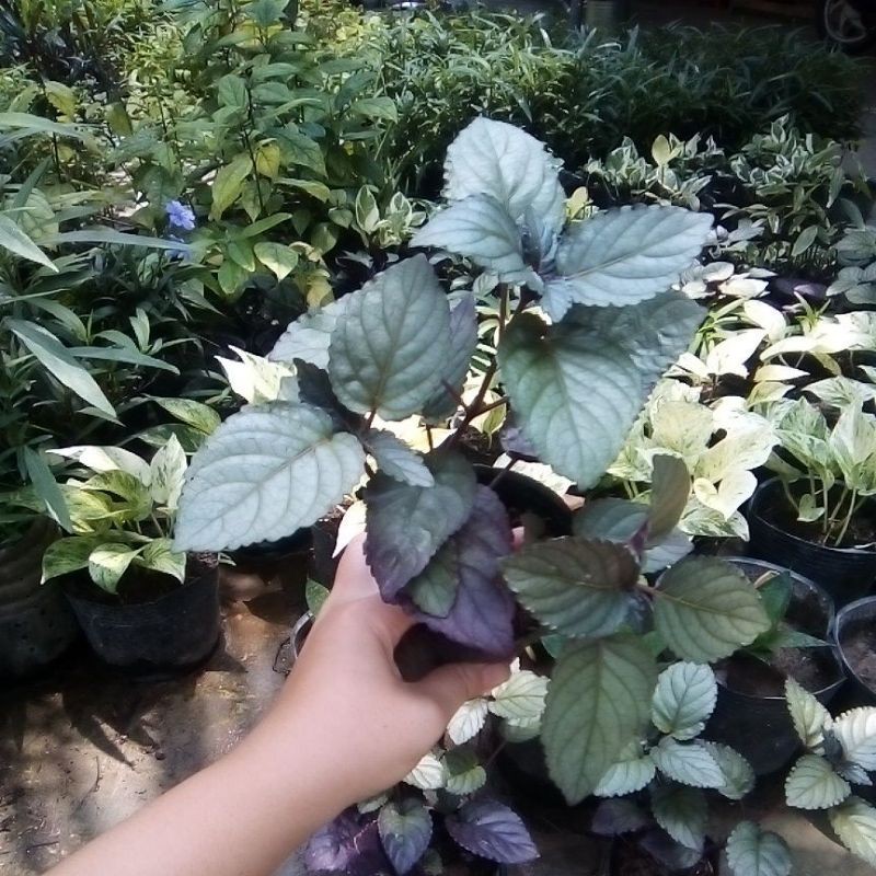 Bầu 4 cây trà Dr thanh h5