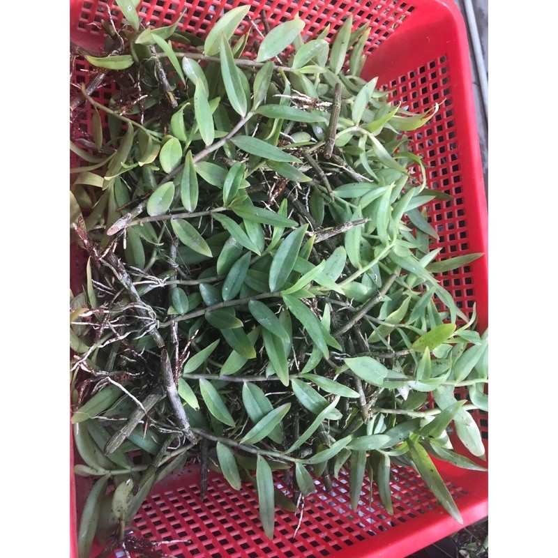 Kie giống lan giả hạc pháp - kie trên 20cm