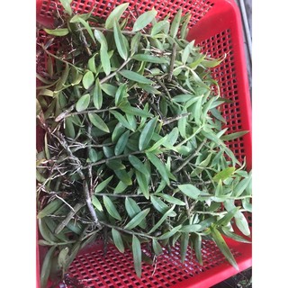 Lan giả hạc pháp ( kie trên 10cm )