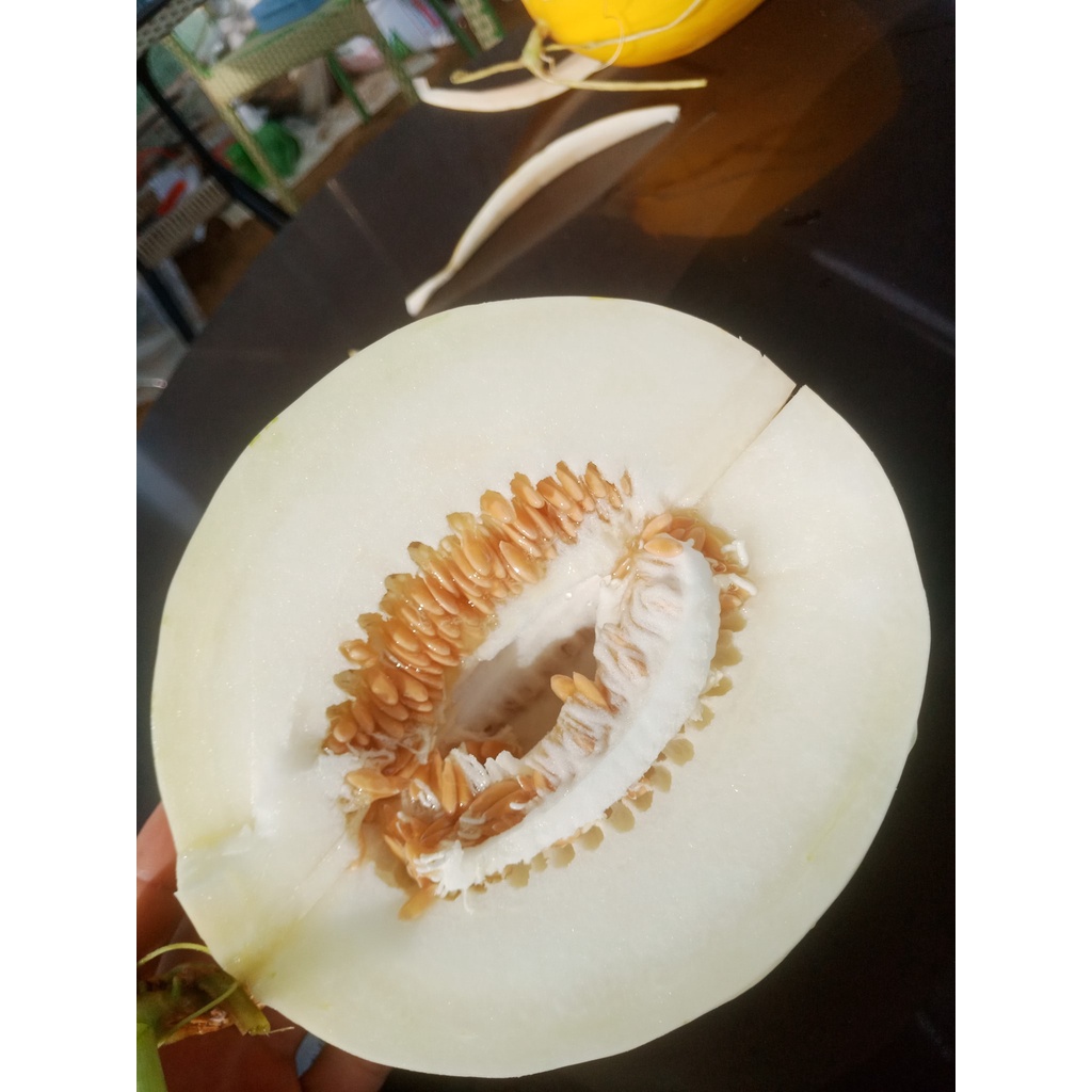 Hạt Giống Dưa Lê hàn quốc- dưa lê ánh sao silver star QUÝ HIẾM  ( tặng kèm thuốc kích mầm ra rễ)