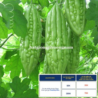 10h - hạt giống khổ qua