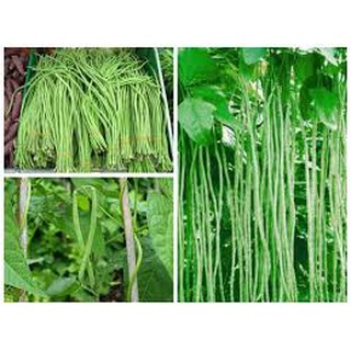 Hạt giống Đậu Đũa