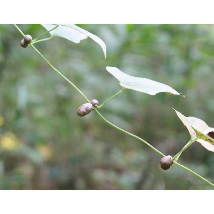 CỦ GIỐNG KHOAI DÁI, KHOAI DẠI, KHOAI TRỜI - Gói