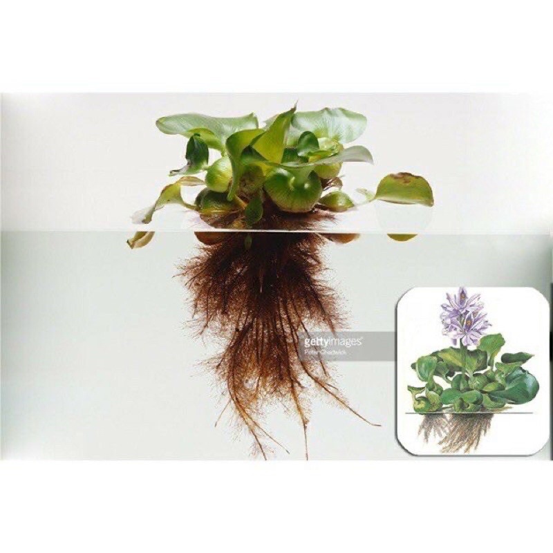 Cây lục bình  trang trí bể cá