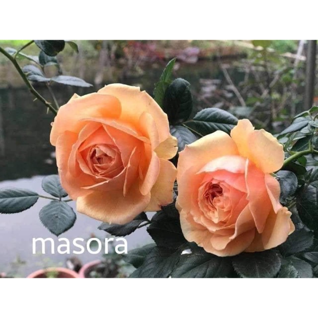 Combo huỳnh như