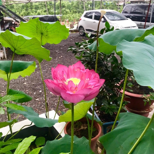 Trà sen Tâm Như Tây Hồ 0984936236