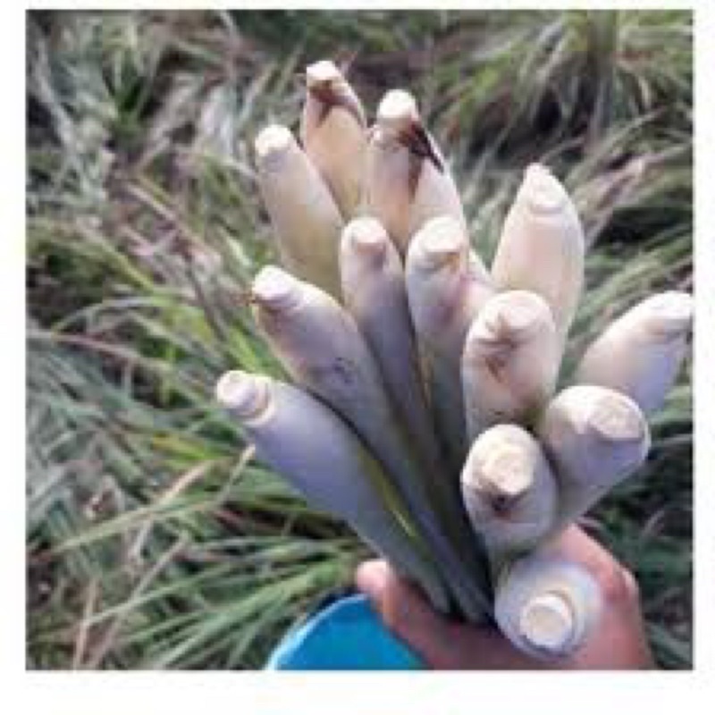Lá Sả DakLak 100gr Xông Hơi Làm Trà
