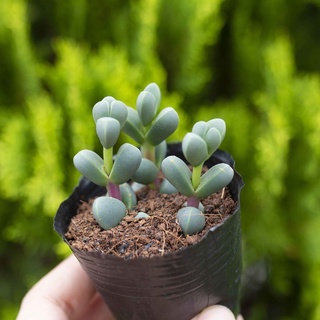 Sen đá lá tim 5-7cm - Vườn sen đá