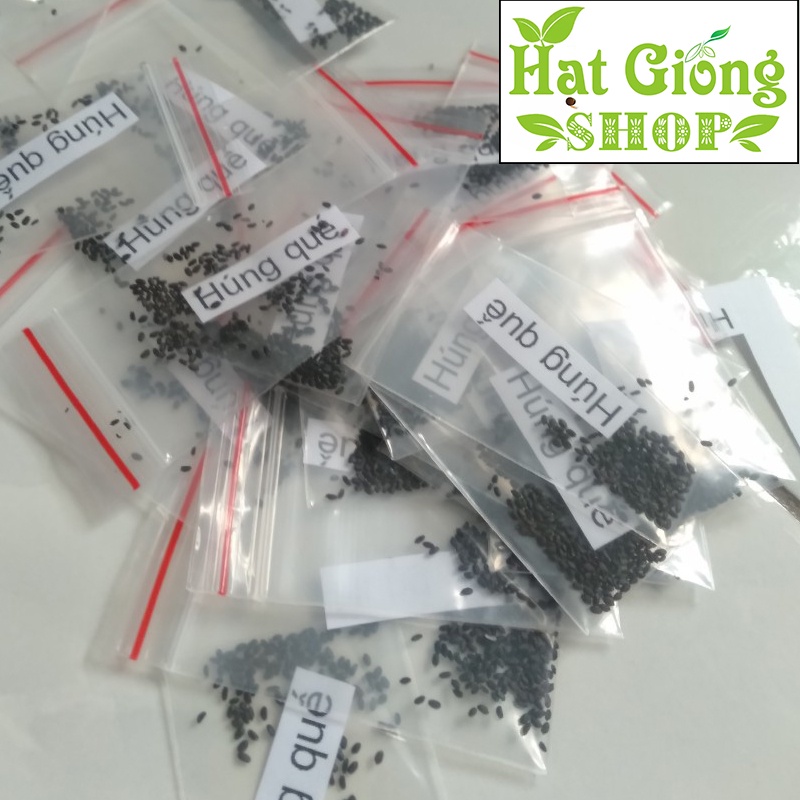 Hạt giống rau húng quế-Rau húng chó