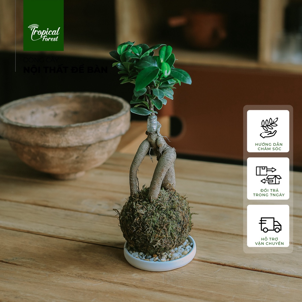 Chậu cây KOKEDAMA nhiệt đới TROPICAL FOREST