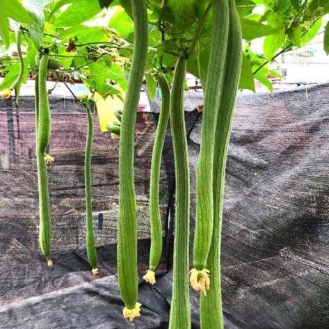 Hạt giống mướp Thái siêu dài 2m