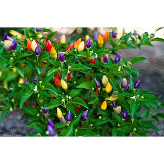 Gói 30 Hạt giống ớt kiểng ngũ sắc - shop BÉ MẦM 06 HCM