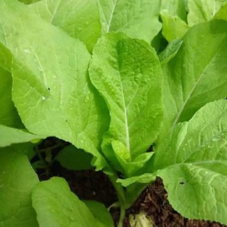 HẠT GIỐNG CẢI MƠ CAO SẢN .