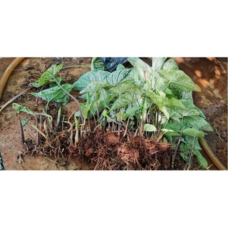 Cây (Môn Giáng Sinh Trắng Caladium white chítmas)