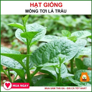 Hạt Mồng Tơi Cao Sản Lá To, Dễ Trồng - Green Malabar Spinach